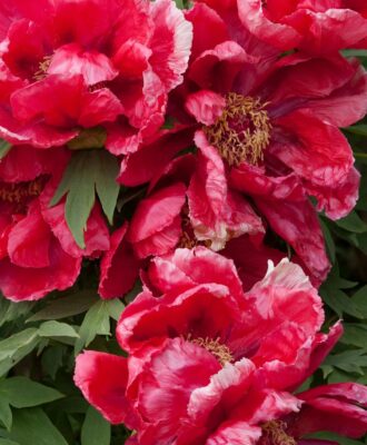 Culture et Entretien du Laurier – Conseils pratiques