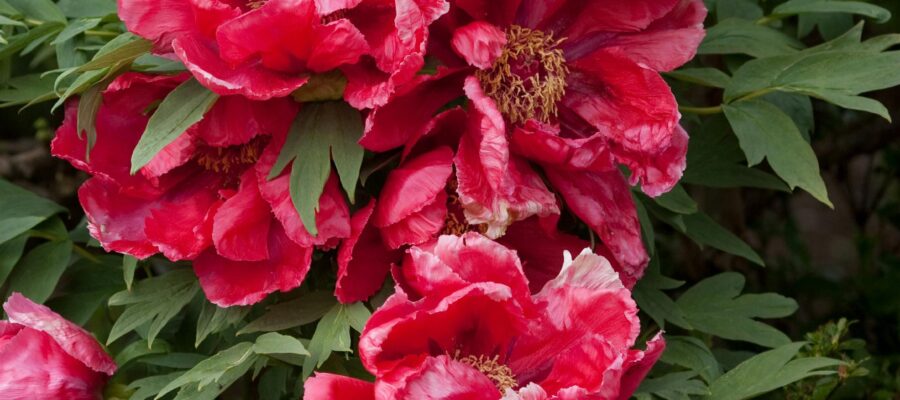 Culture et Entretien du Laurier – Conseils pratiques